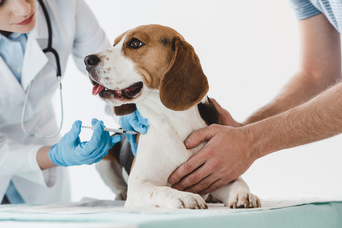 L’Aube ouvre la vaccination contre la maladie d’Aujeszky