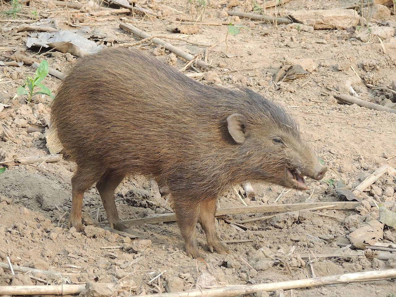 Alors qu’on le croyait perdu, le sanglier nain reprend du poil de la bête