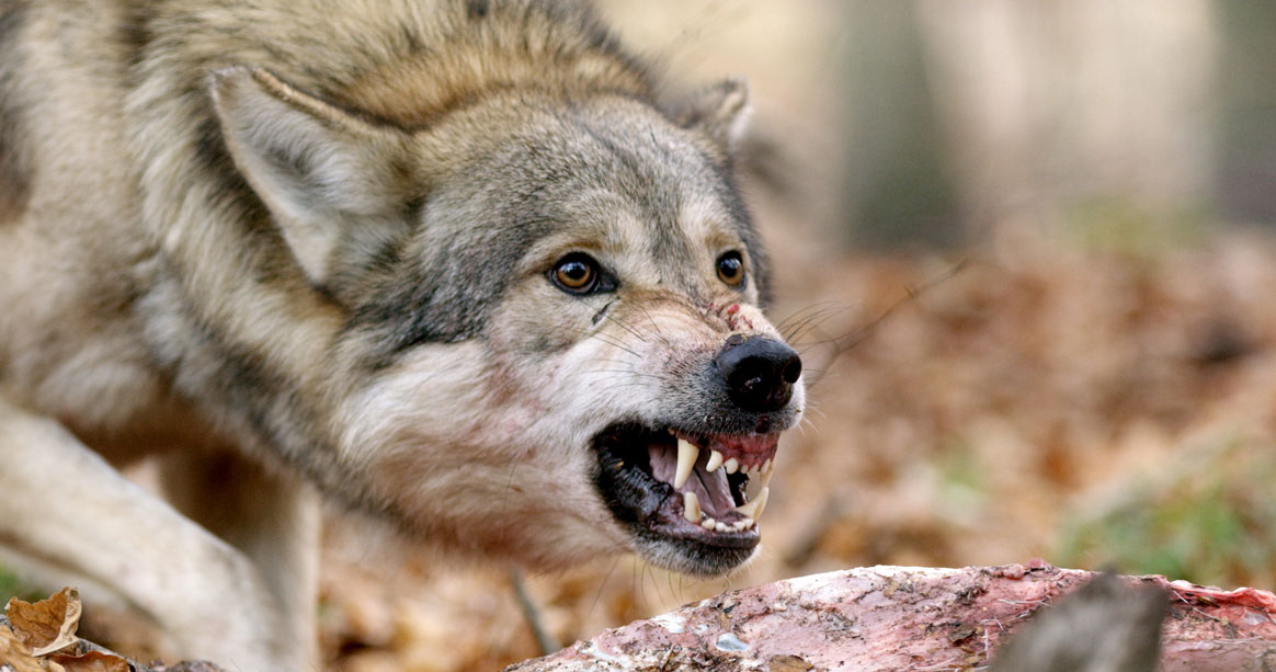 Un loup abattu dans la Drôme lors d’un tir de défense
