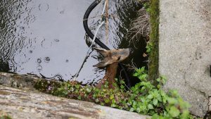 chevreuil coincé dans la Risle