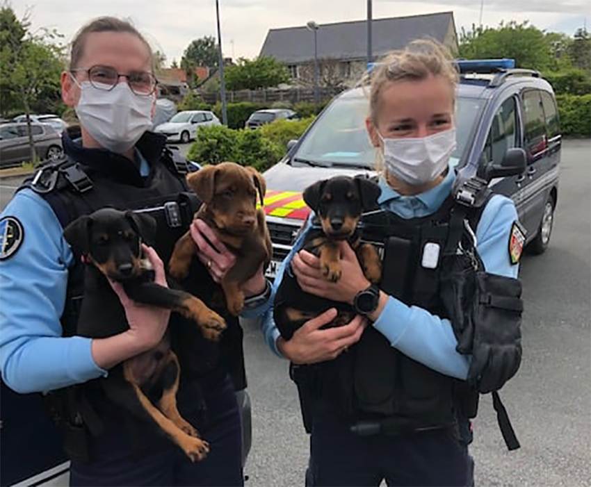 Les gendarmes retrouvent 3 chiots Jagdterriers 3 semaines après leur vol