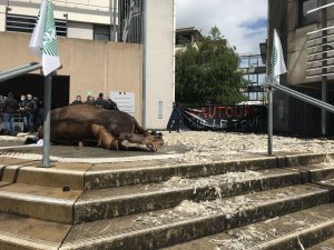 Attaque de vautours sur une jument