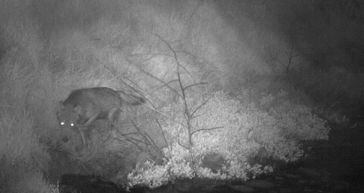 Le loup de retour en Vendée pour la première fois depuis 1 siècle