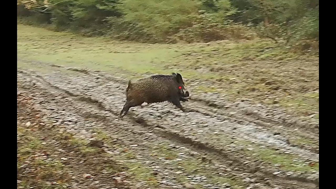 [Vidéo] Compilation de tirs grands gibiers en Shotkam (Belgique)