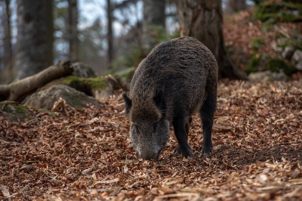 sanglier