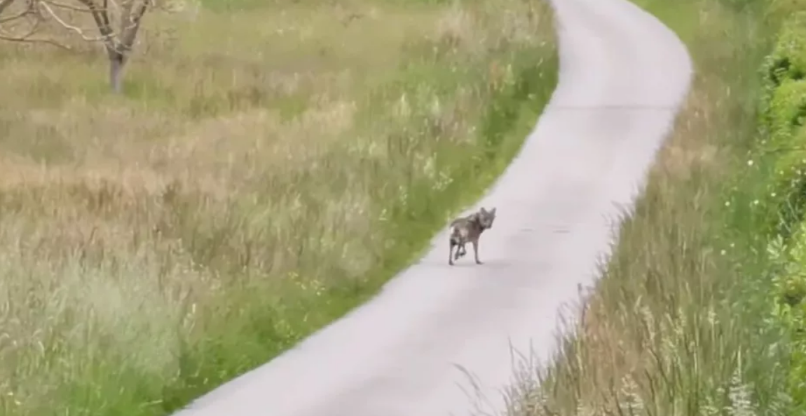 Au nord de la Drôme, un père et son fils ont filmé un loup