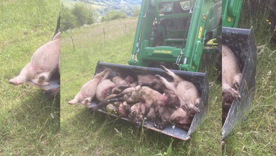 Haute-Savoie : un éleveur perd 15 brebis suite à une attaque de loups
