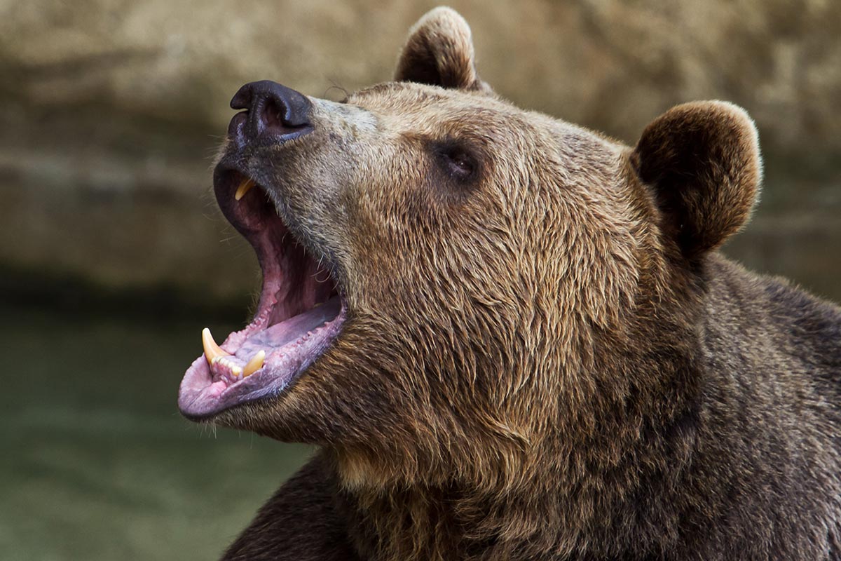 One Voice attaque les arrêtés permettant l’effarouchement des ours dans les Pyrénées