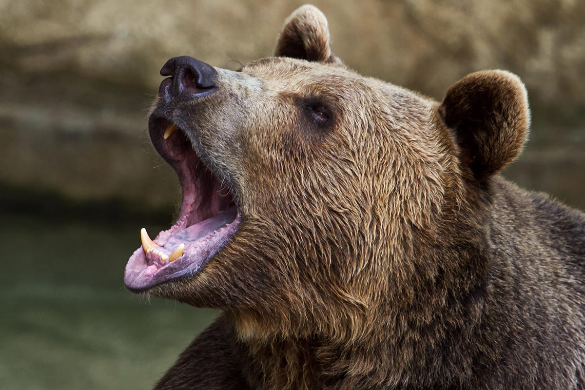 Un jeune jogger de 26 ans retrouvé mort en forêt, la piste d’une attaque d’ours privilégiée