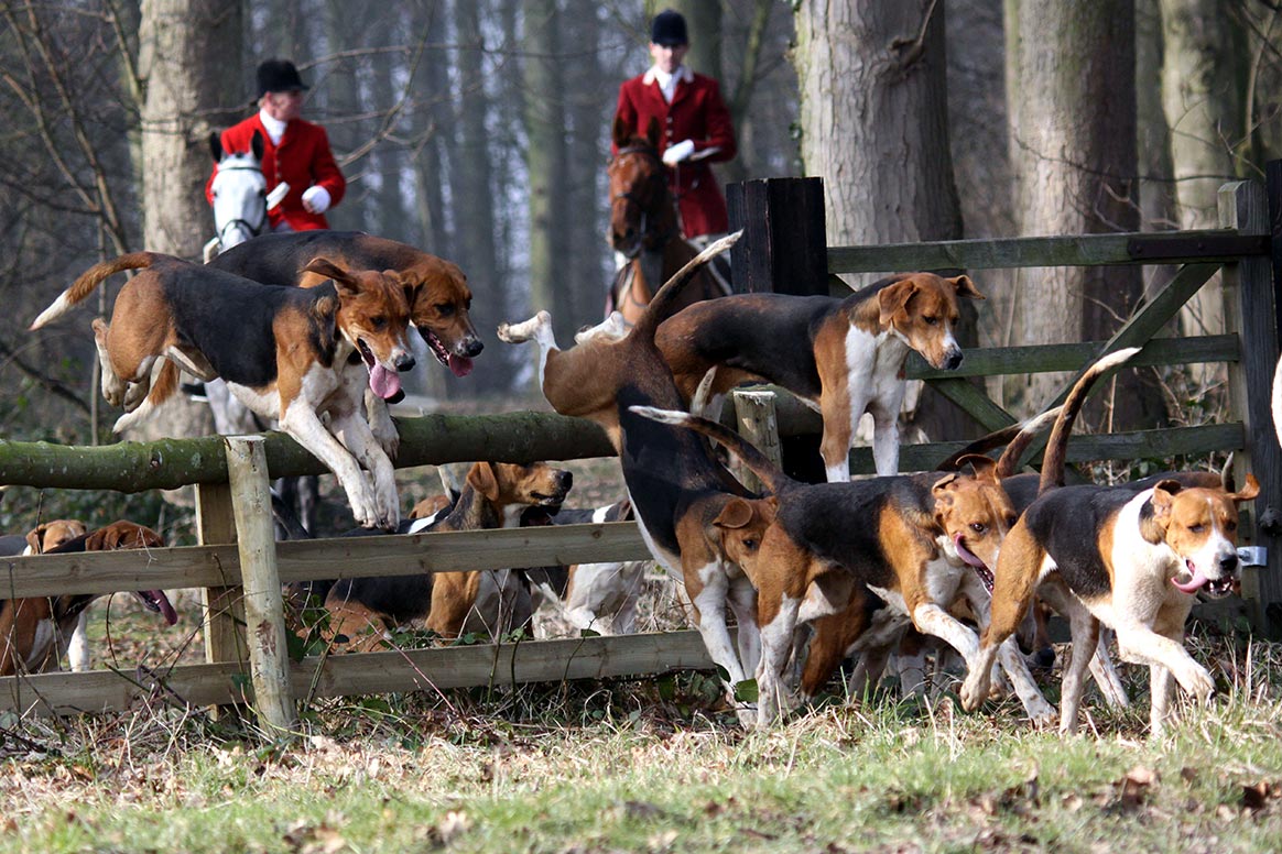 Un chasseur condamné pour avoir maîtrisé un anti-chasse qui avait fait chuter un cavalier