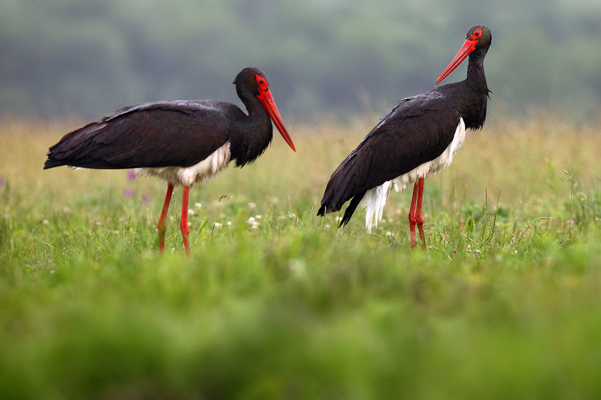 La cigogne noire met en péril la construction d’un parc éolien.