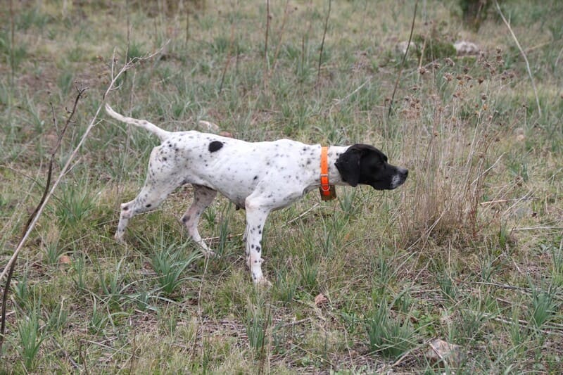 Comment choisir son collier de dressage pour chien de chasse ?