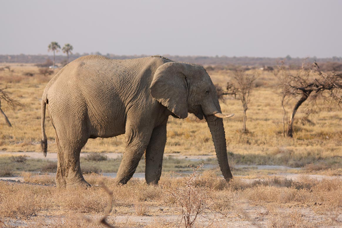 Le WWF se prononce en faveur de la chasse aux trophées