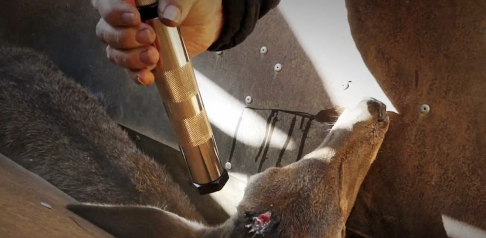 Espagne : le scandale d’une réserve obligée d’abattre dans des conditions ignobles cerfs et sangliers