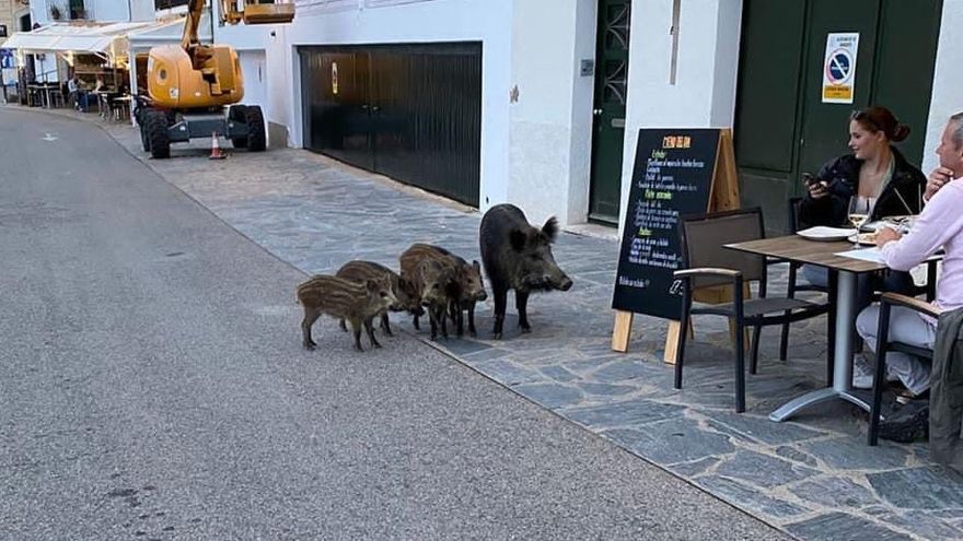 Des sangliers qui se promènent en Espagne et vont au restaurant !