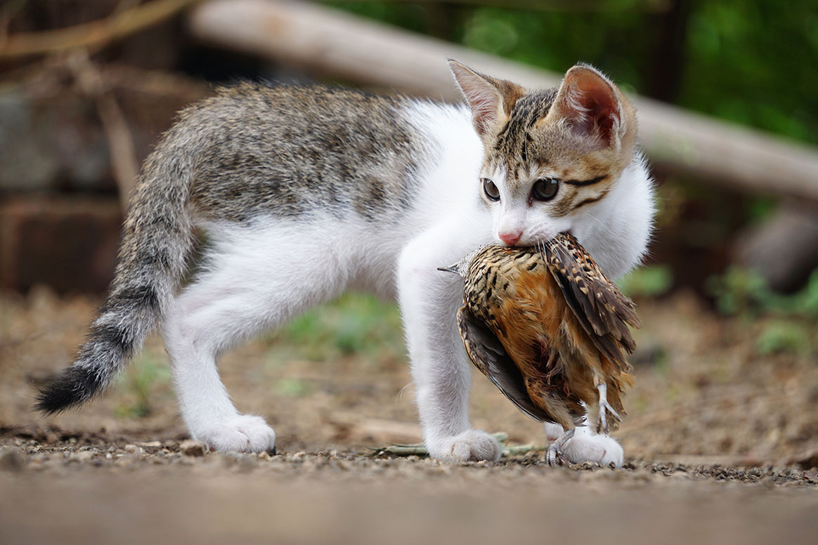 Les chats classés comme espèce exotique envahissante nuisant à la biodiversité en Pologne