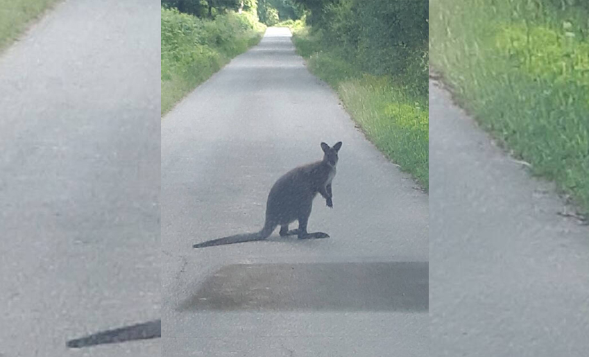 Insolite : à Reffannes dans les Deux-Sèvres un kangourou sauvage apparaît !