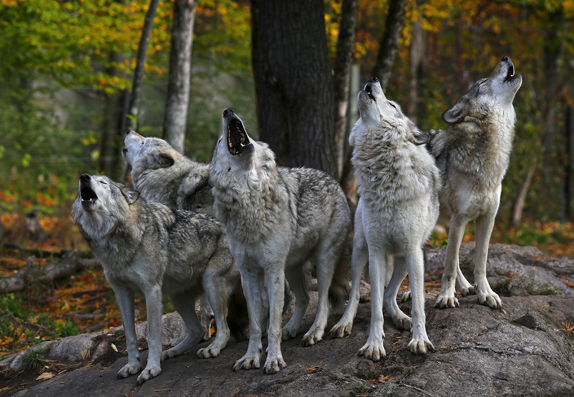 Le prélèvement de 3 loups supplémentaires autorisé dans le canton des Grisons en Suisse