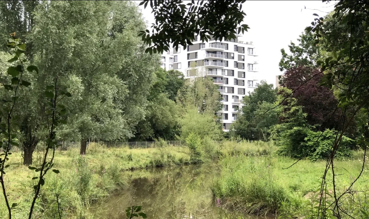 A Rennes, une zone humide va être asséchée pour créer un parc naturel urbain