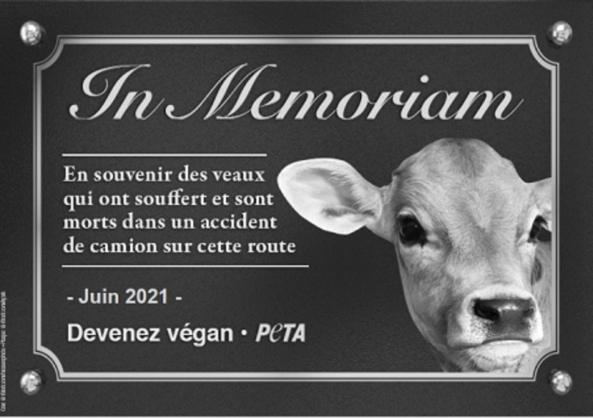 L’association Peta demande l’installation d’une plaque commémorative en mémoire de veaux décédés