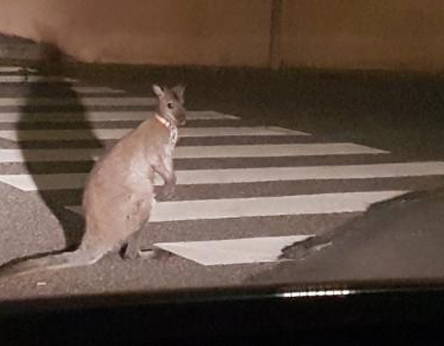 Un kangourou interpellé et menotté par les gendarmes dans les rues de Muret, près de Toulouse