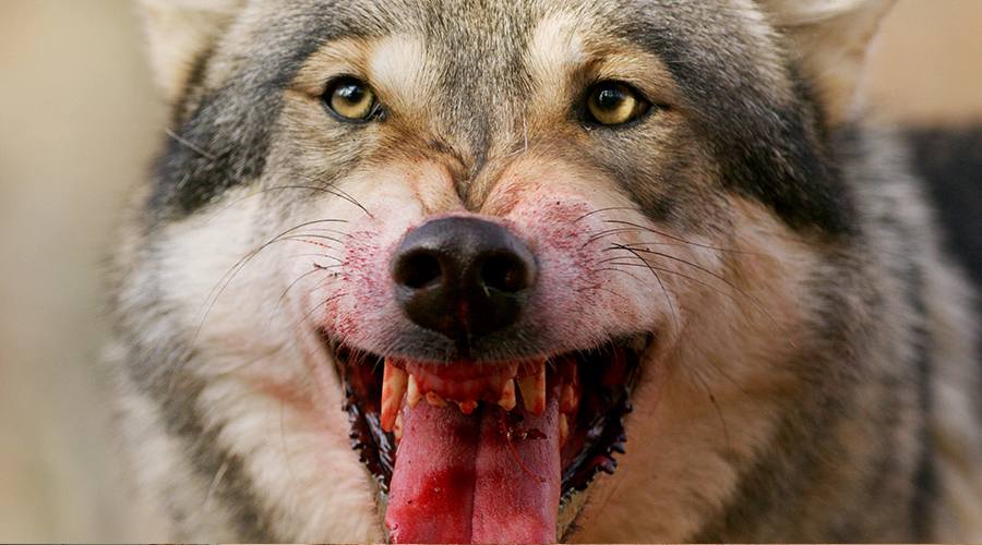 Lozère : les prélèvements de loups autorisés après une manifestation des éleveurs sous tension