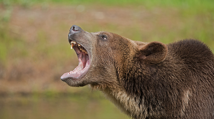 Le maire d’une commune de l’Ariège demande « de faire acte de prudence » après le signalement d’un ours