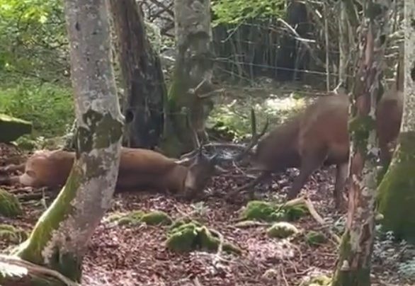 Puy-de-Dôme : les chasseurs sauvent un cerf