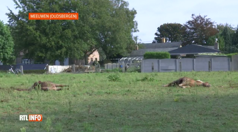 Deux poneys Shetland tués par les loups en Belgique