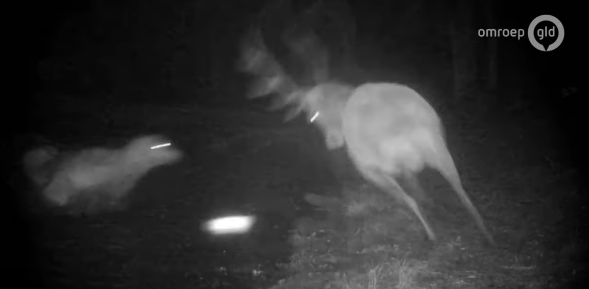 [Vidéo] Le combat d’un cerf avec un loup filmé aux Pays-bas
