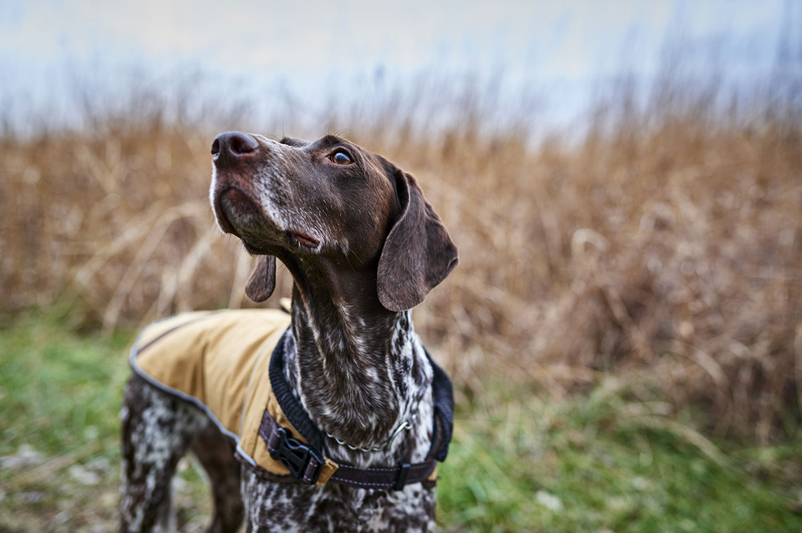 Chien de chasse : pourquoi une assurance est-elle utile pour votre animal ?