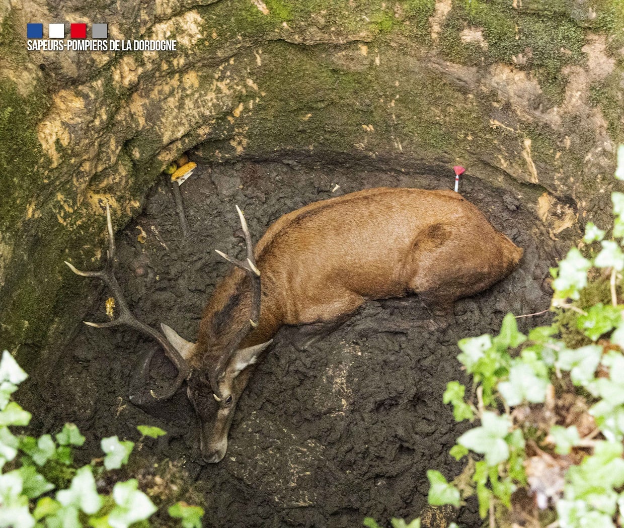 Sauvetage d’un cerf de 150 kg en Dordogne par le GRIMP et l’OFB