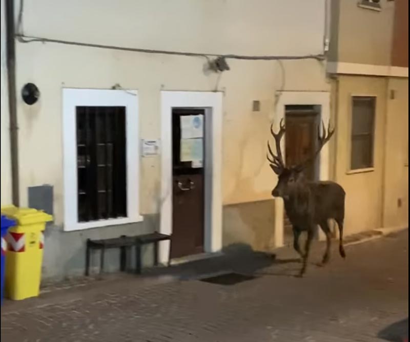 Italie : des cervidés défilent en pleine ville