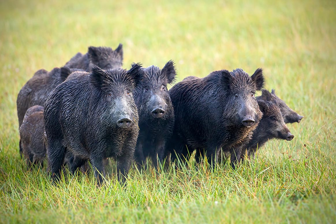 Montbéliard : l’Agglomération défriche et accepte des battues pour ne pas rembourser les chasseurs