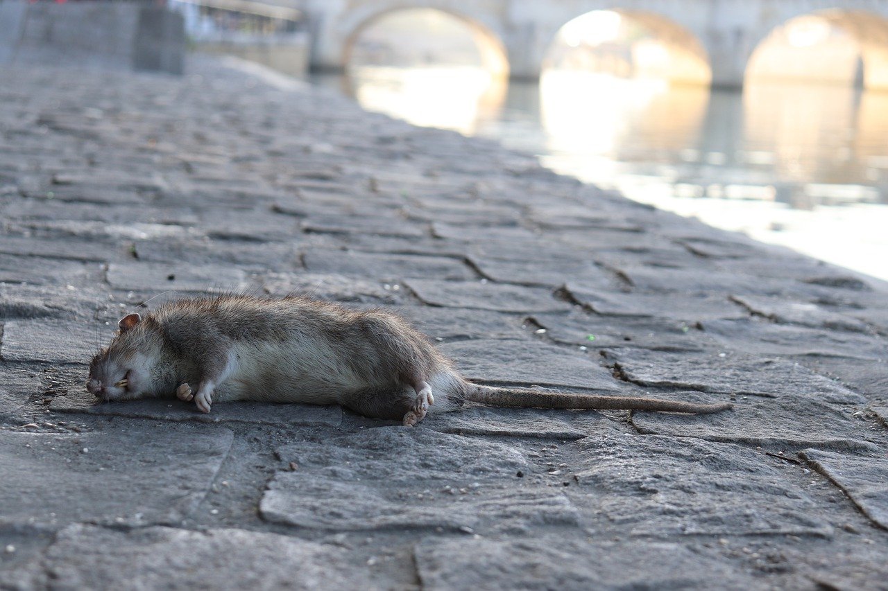 Rats dans Paris : les associations animalistes veulent utiliser la contraception