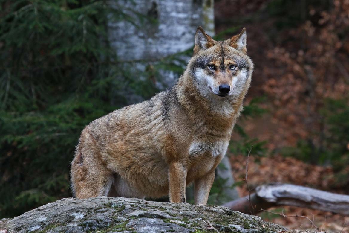 Un loup retrouvé mort le long d’une route à proximité de la Grande-Motte