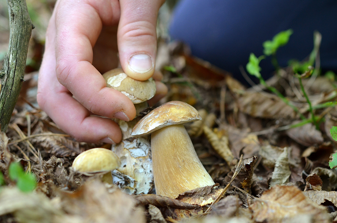 Ils cueillent des champignons dans un bois privé et agressent le propriétaire