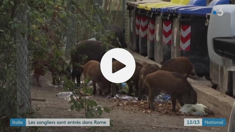 [Vidéo] Rome : les sangliers envahissent la capitale