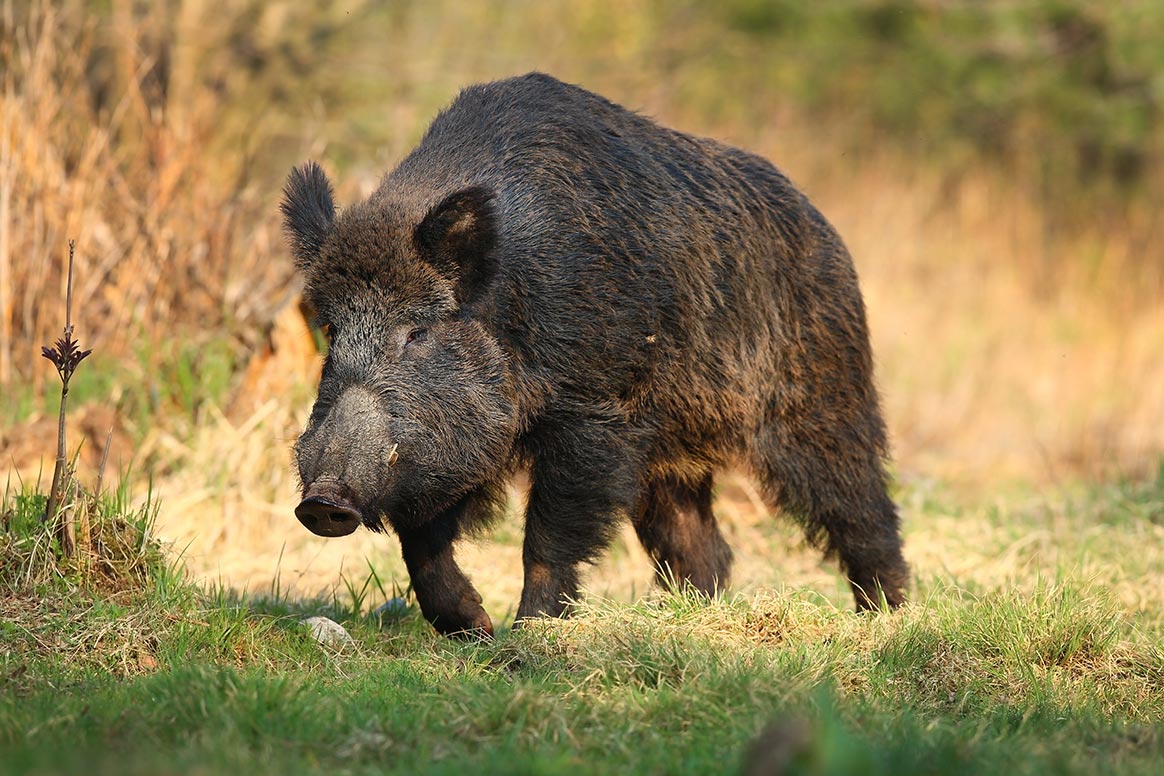 Un chasseur blessé par un sanglier dans le Cher