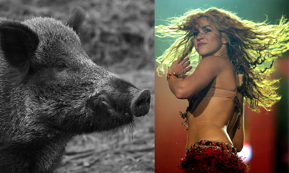 Shakira attaquée par des sangliers dans un parc de Barcelone