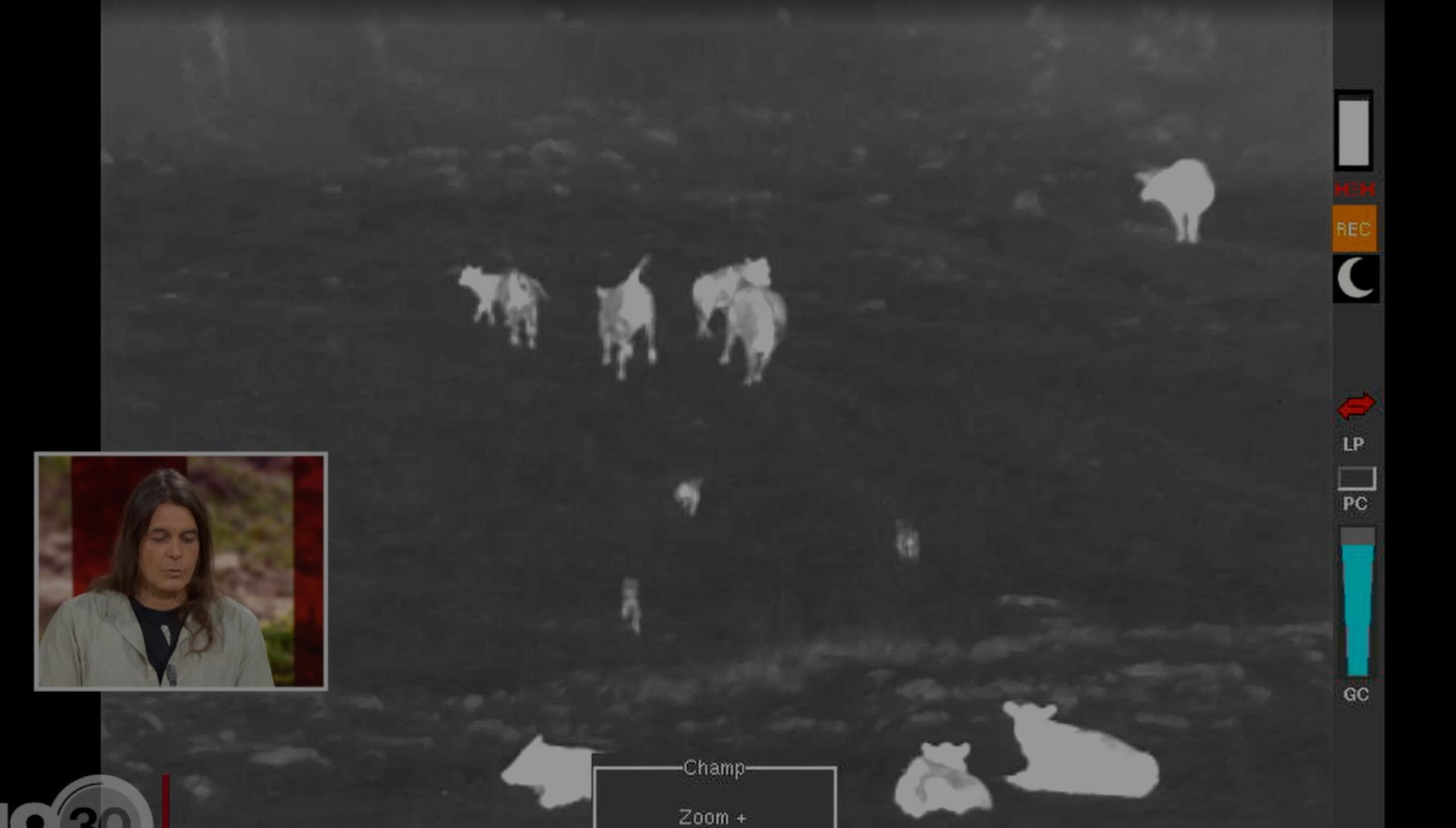 [Vidéo] Une attaque de loups sur un troupeau de bovins