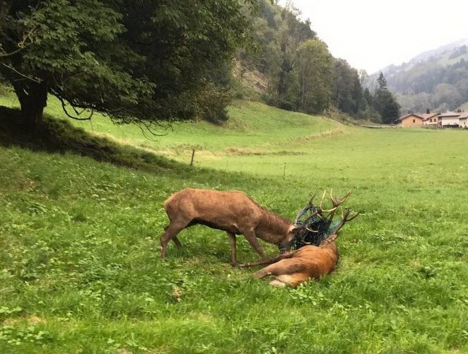 Les chasseurs viennent au secours de deux cerfs emmêlés en Haute-Savoie