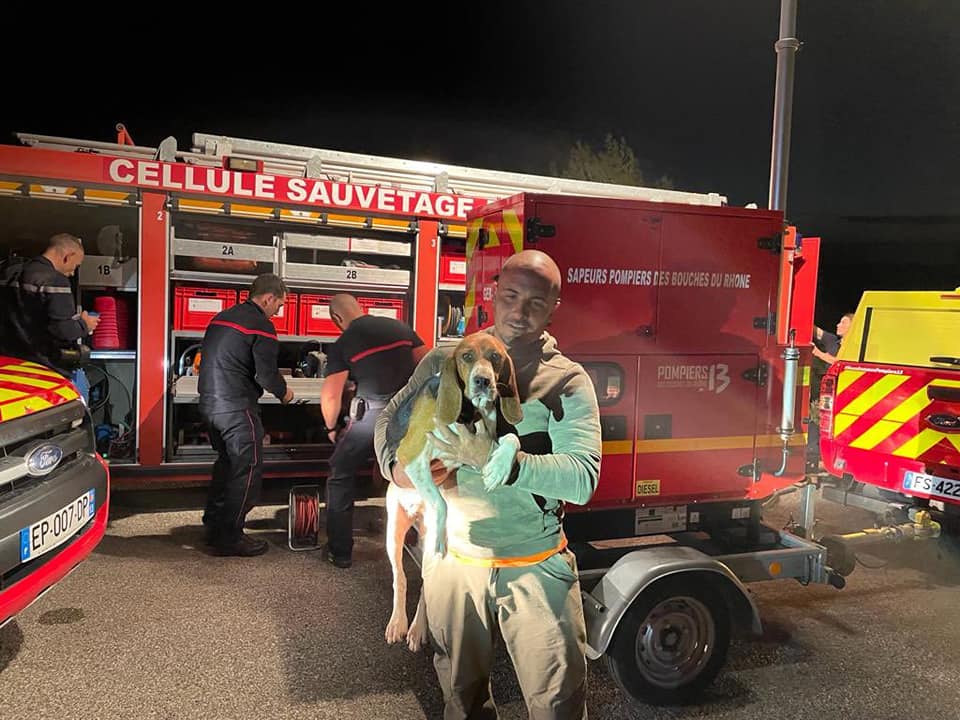 Une chienne de chasse tombée dans une faille sauvée par les pompiers au bout de 8 heures