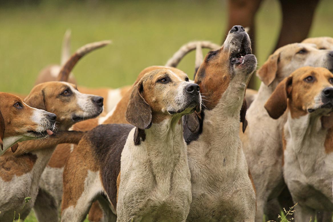 Une pétition déposée par le Parti Animaliste au Sénat demande l’interdiction « totale et définitive » de la chasse à courre