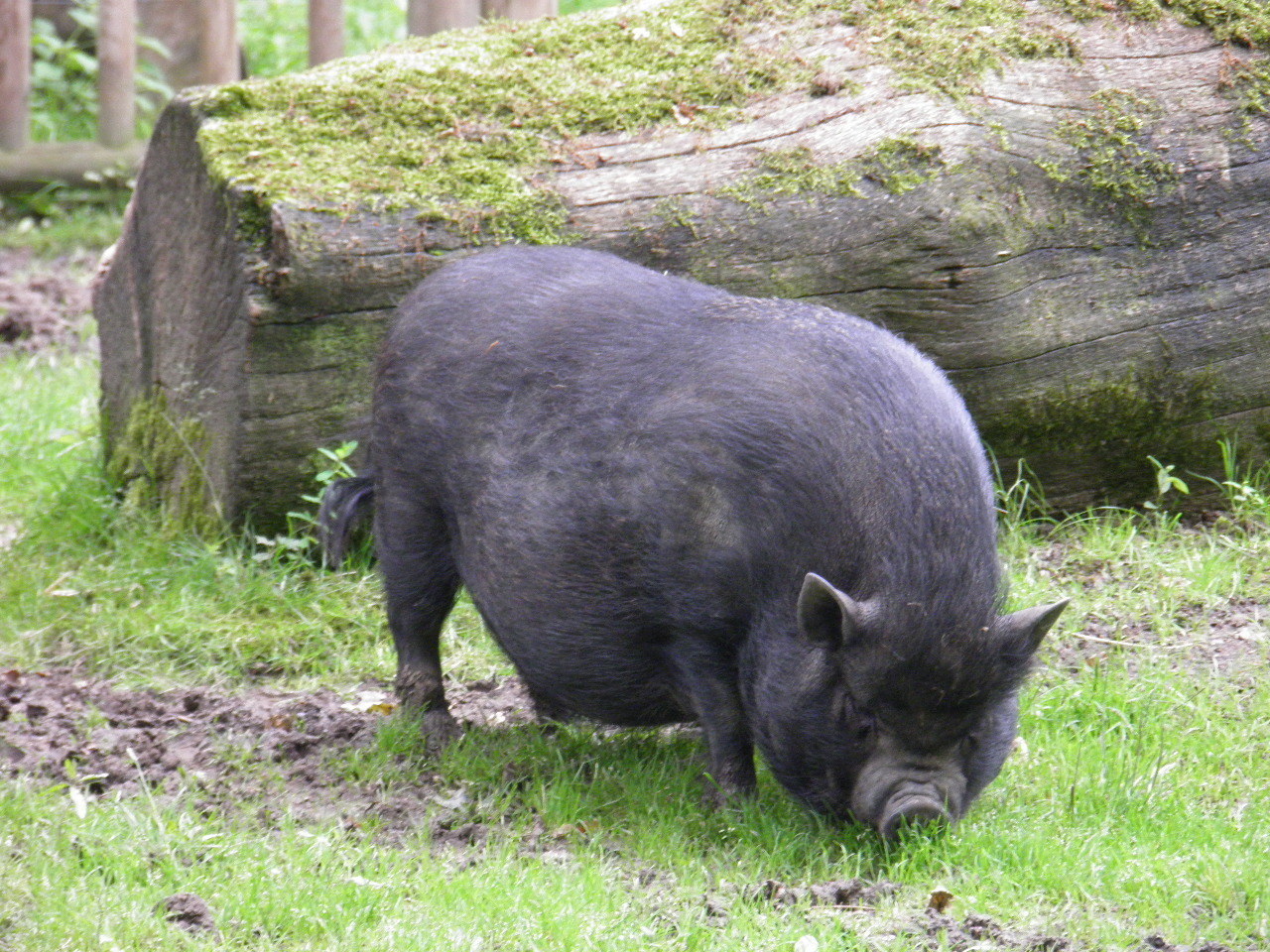 Deux cochons vietnamiens en divagation tués lors d’une battue dans le Morbihan