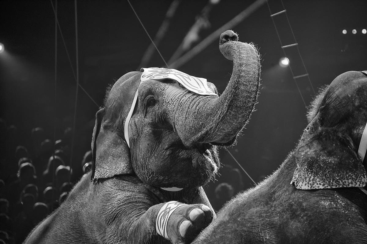 Le collectif des cirques explique le courant de pensée antispéciste