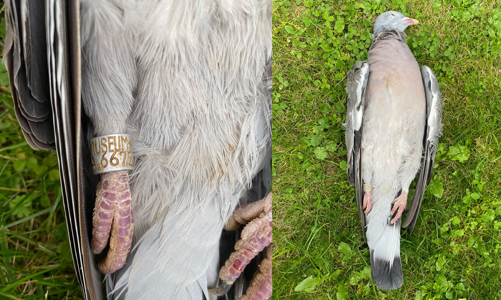 Un pigeon prélevé 8 ans après avoir été bagué dans l’Oise