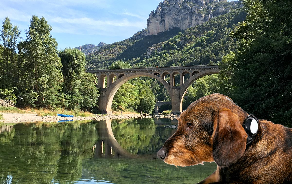 Tarn : des chiens de chasse enlevés et leurs colliers GPS jetés à l’eau