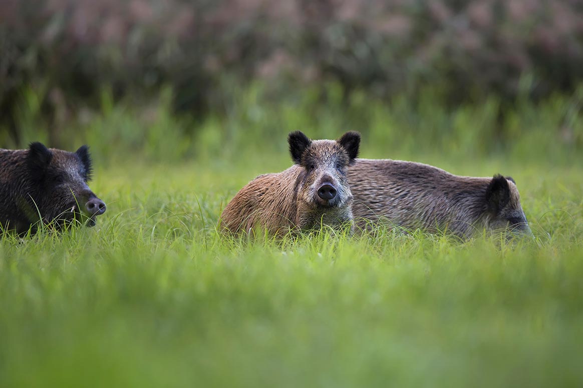 Ardèche : le nombre de sangliers tués au plus bas depuis une décennie