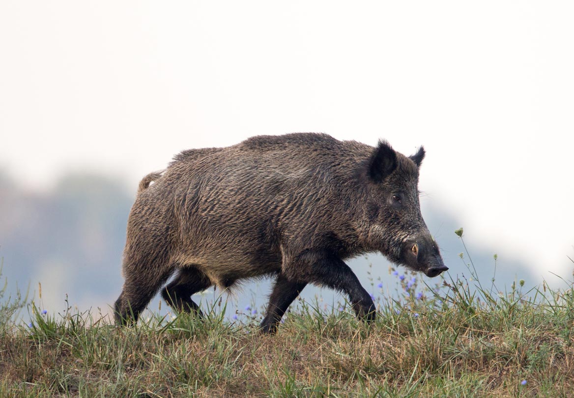 Corse : un sanglier perfore l’abdomen d’un habitant d’Ajaccio